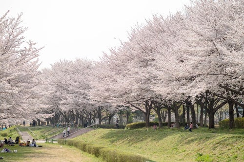 満開の桜並木と花見人の写真