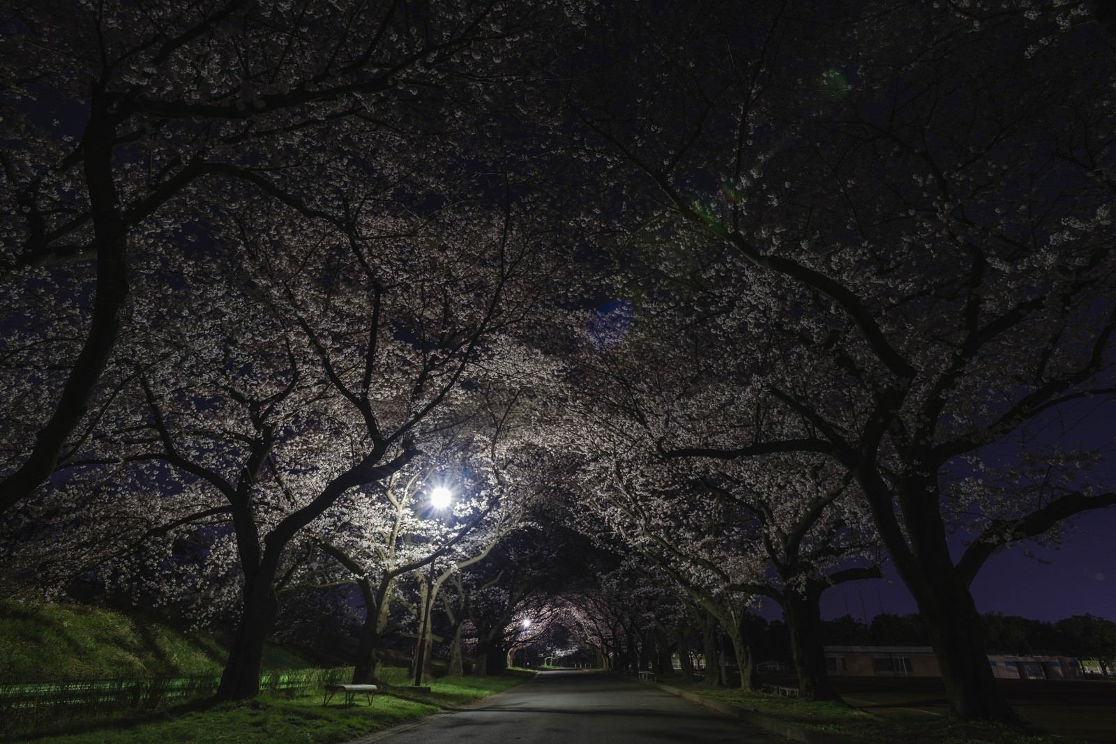 「夜桜トンネル」の写真