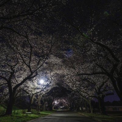 夜桜トンネルの写真