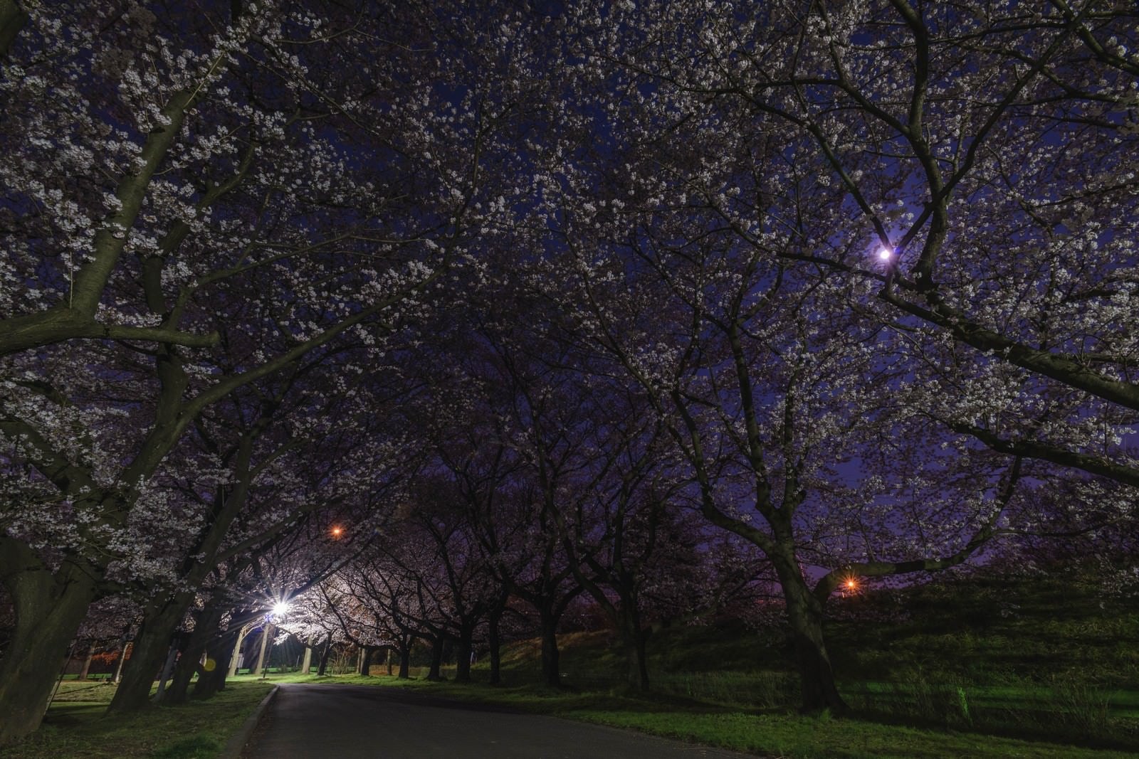 「夜桜並木」の写真