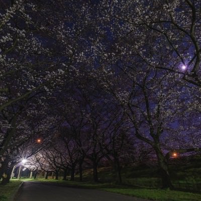 夜桜並木の写真