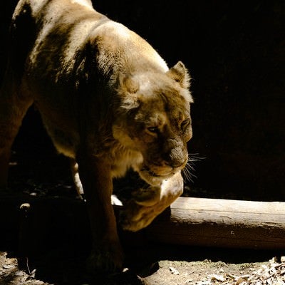 暗闇から突然現れる猛獣（ライオン♀）の写真