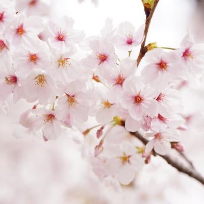 白とピンクに染まる満開の桜の季節、春の花のアップ撮影の写真