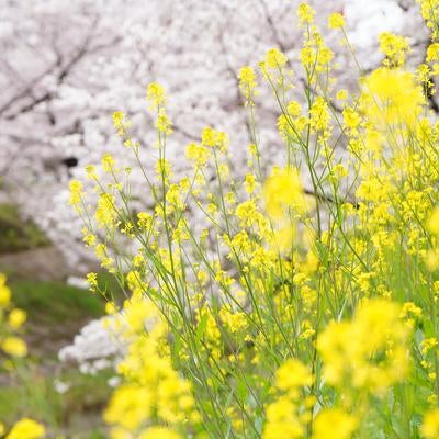 春の訪れを彩る桜と菜の花が咲く公園の花畑風景の写真