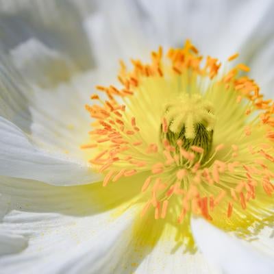 白く透き通る花びらの先に見えた春の息吹の写真
