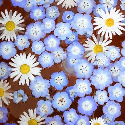 春色の癒しを閉じ込めた水に浮かぶ小さな白とブルーの花の写真