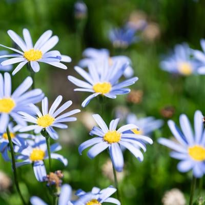 春風に微笑むブルーデージーの可憐な花の写真