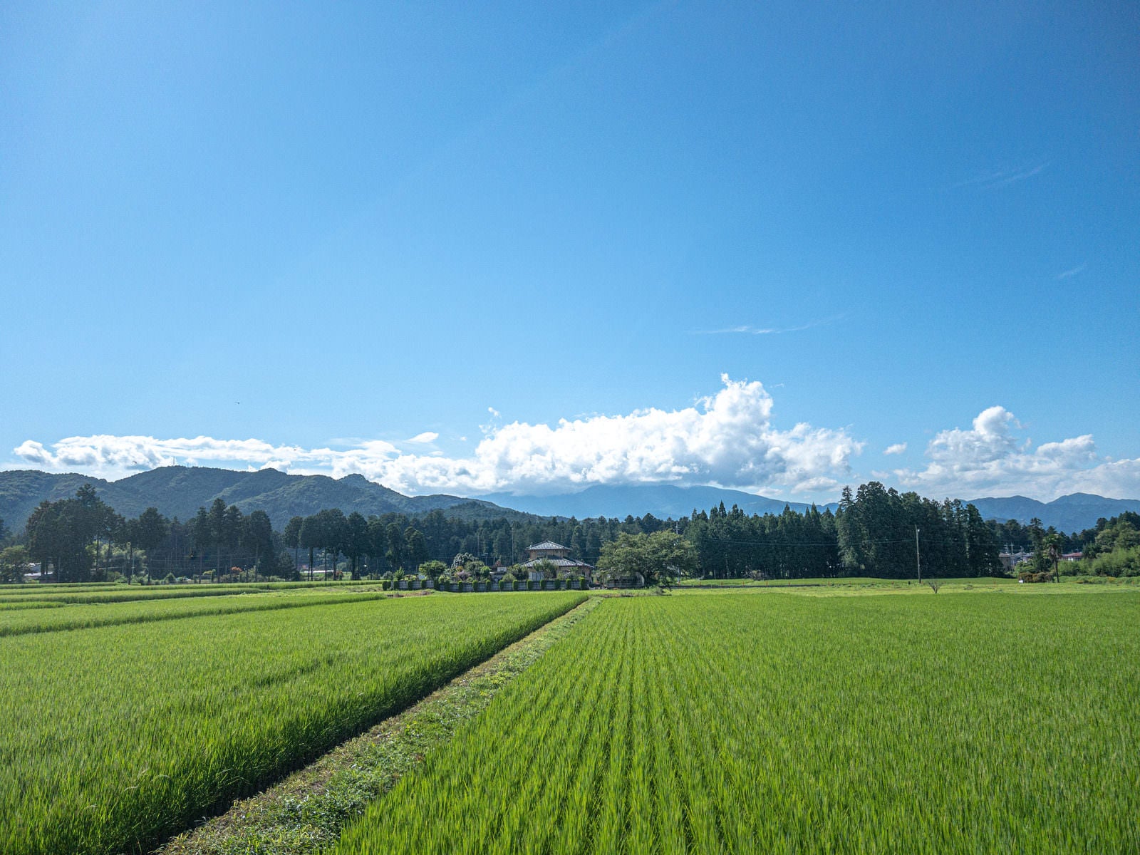 「青い空と田植え後の風景」の写真