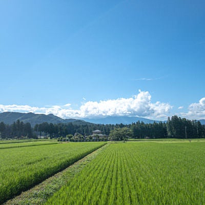 青い空と田植え後の風景の写真