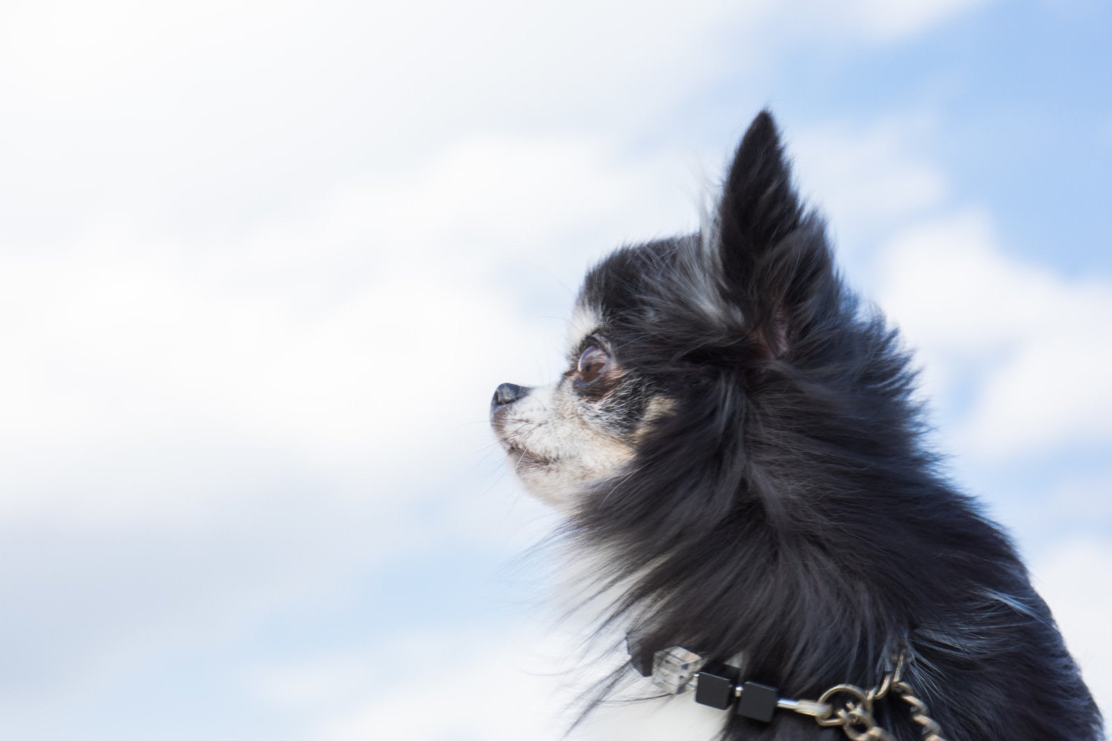 「空を見上げるチワワ（犬）」の写真