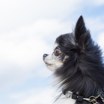 空を見上げるチワワ（犬）の写真
