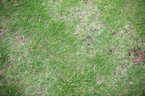 芝の地面（テクスチャー）の写真