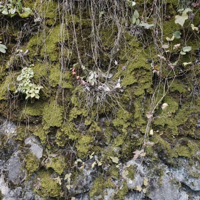 苔生した石垣（テクスチャー）の写真