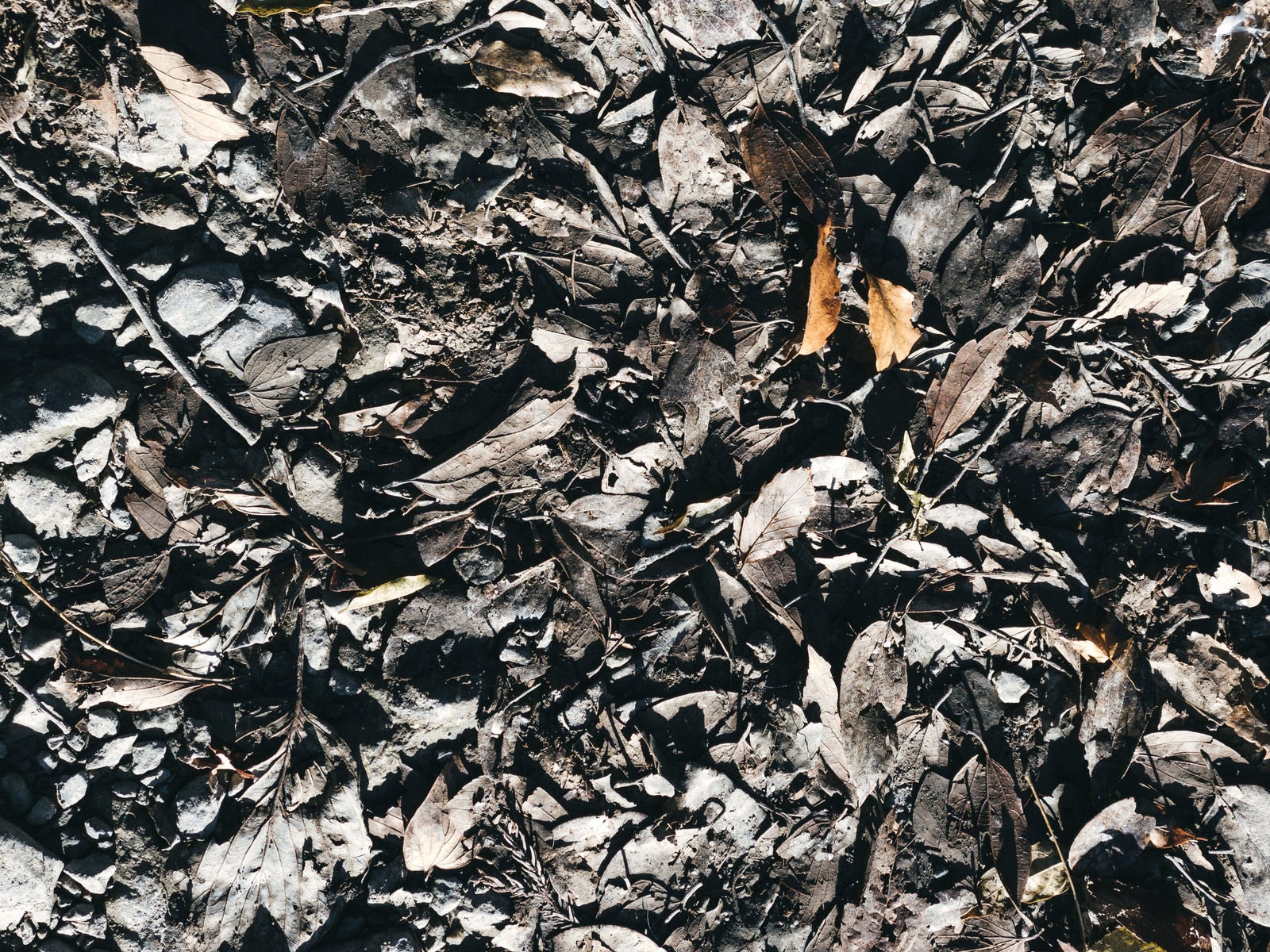 「泥の中の落ち葉」の写真