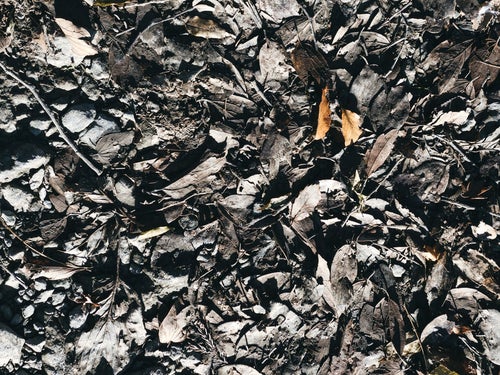 泥の中の落ち葉の写真