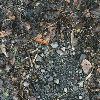 湿った落ち葉の散乱した地面（テクスチャー）の写真