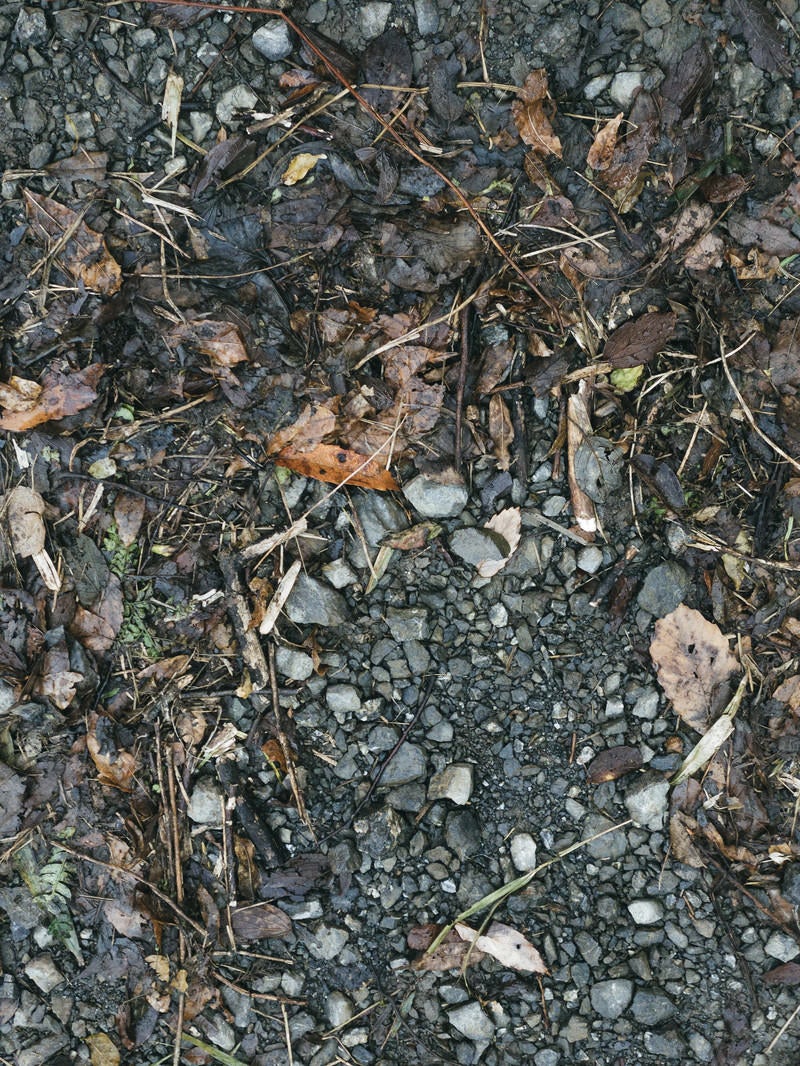 「湿った落ち葉の散乱した地面（テクスチャー）」の写真