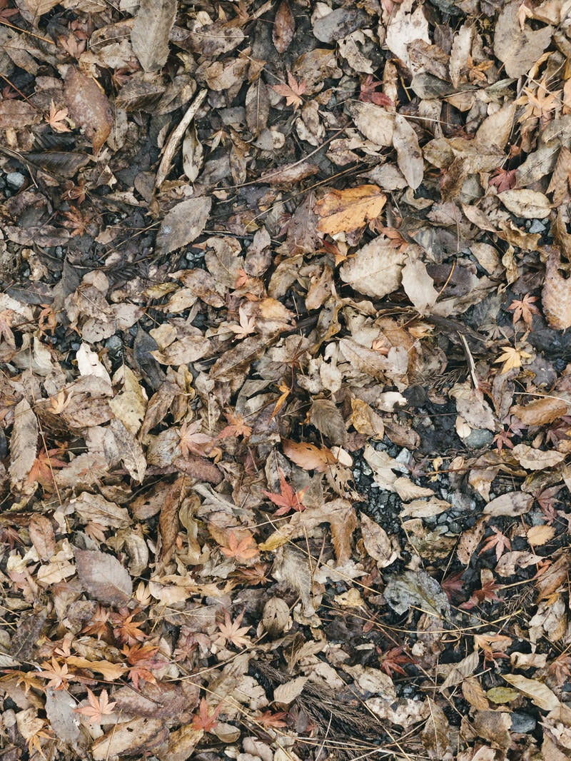 「湿った地面の落ち葉（テクスチャー）」の写真
