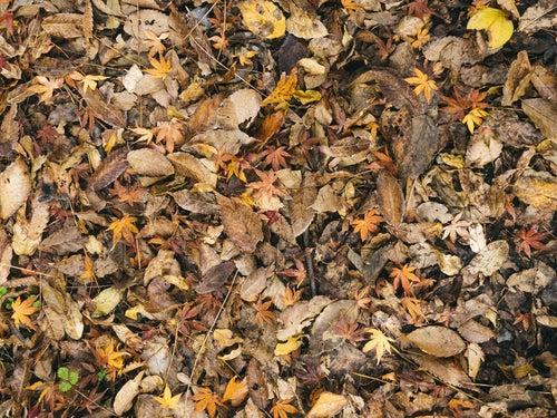 落葉に混じる紅葉（テクスチーャ）の写真