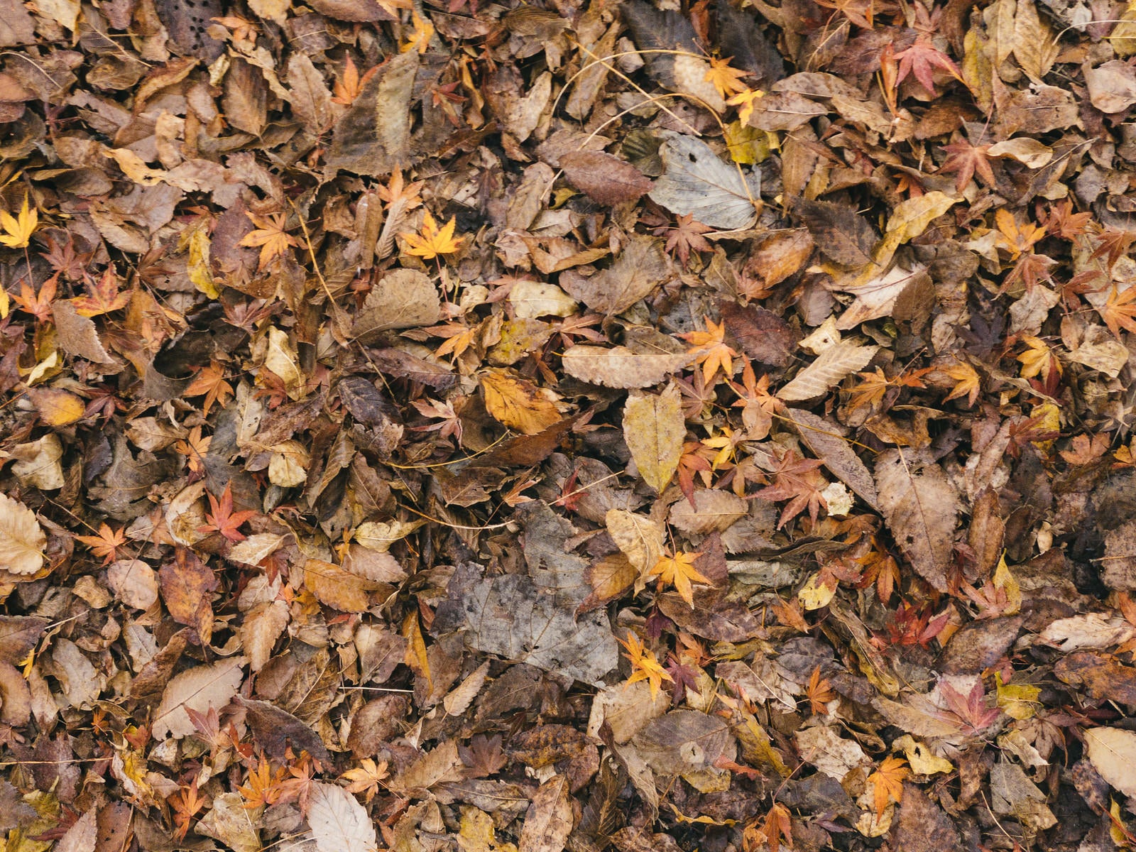 「足元の落葉と枯れ葉」の写真