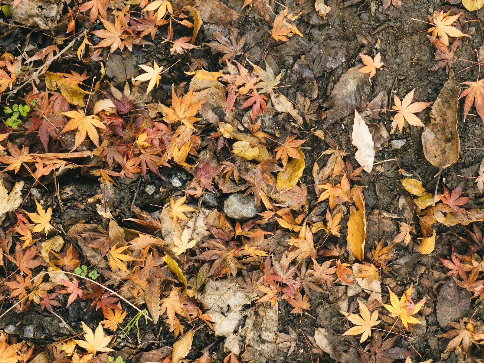 「落ち葉の中に混じる紅葉（テクスチャー）」の写真