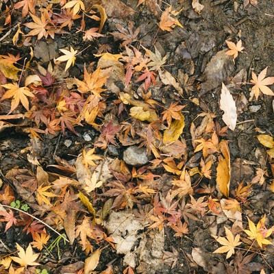 落ち葉の中に混じる紅葉（テクスチャー）の写真