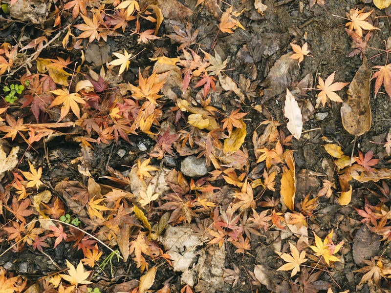 落ち葉の中に混じる紅葉（テクスチャー）の写真