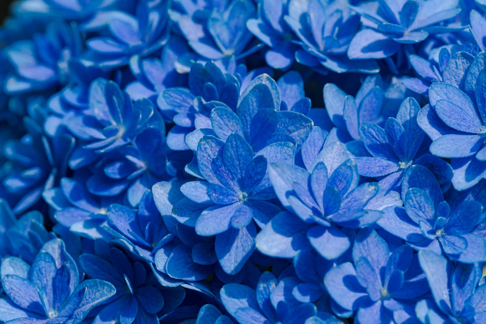 「青く咲く紫陽花の花」の写真