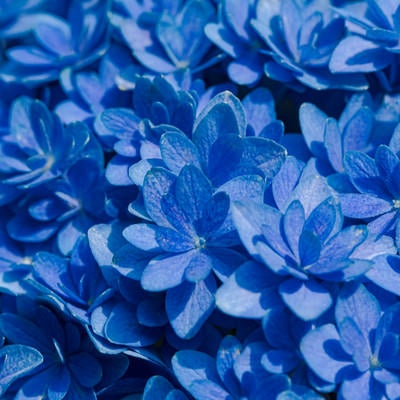 青く咲く紫陽花の花の写真