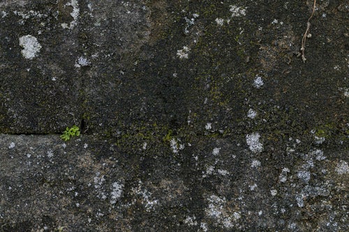 苔が生えた壁（テクスチャー）の写真