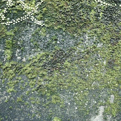 苔むした壁（テクスチャー）の写真