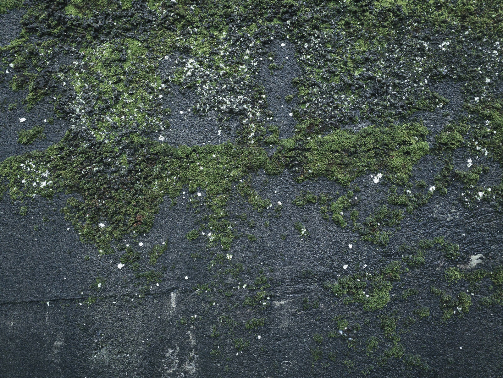 「苔むした濡れたコンクリート壁」の写真
