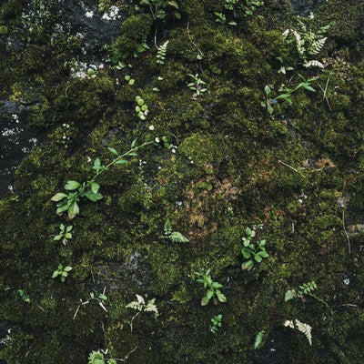 覆われた苔から伸びる草の写真
