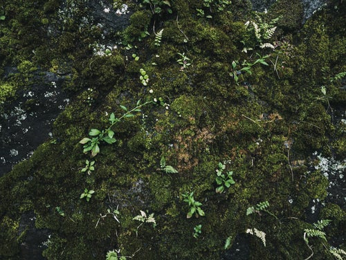 覆われた苔から伸びる草の写真