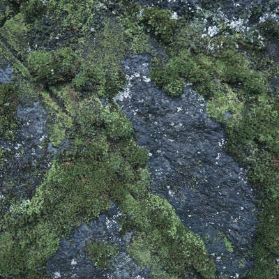 溝の部分から繁殖する苔（テクスチャ）の写真