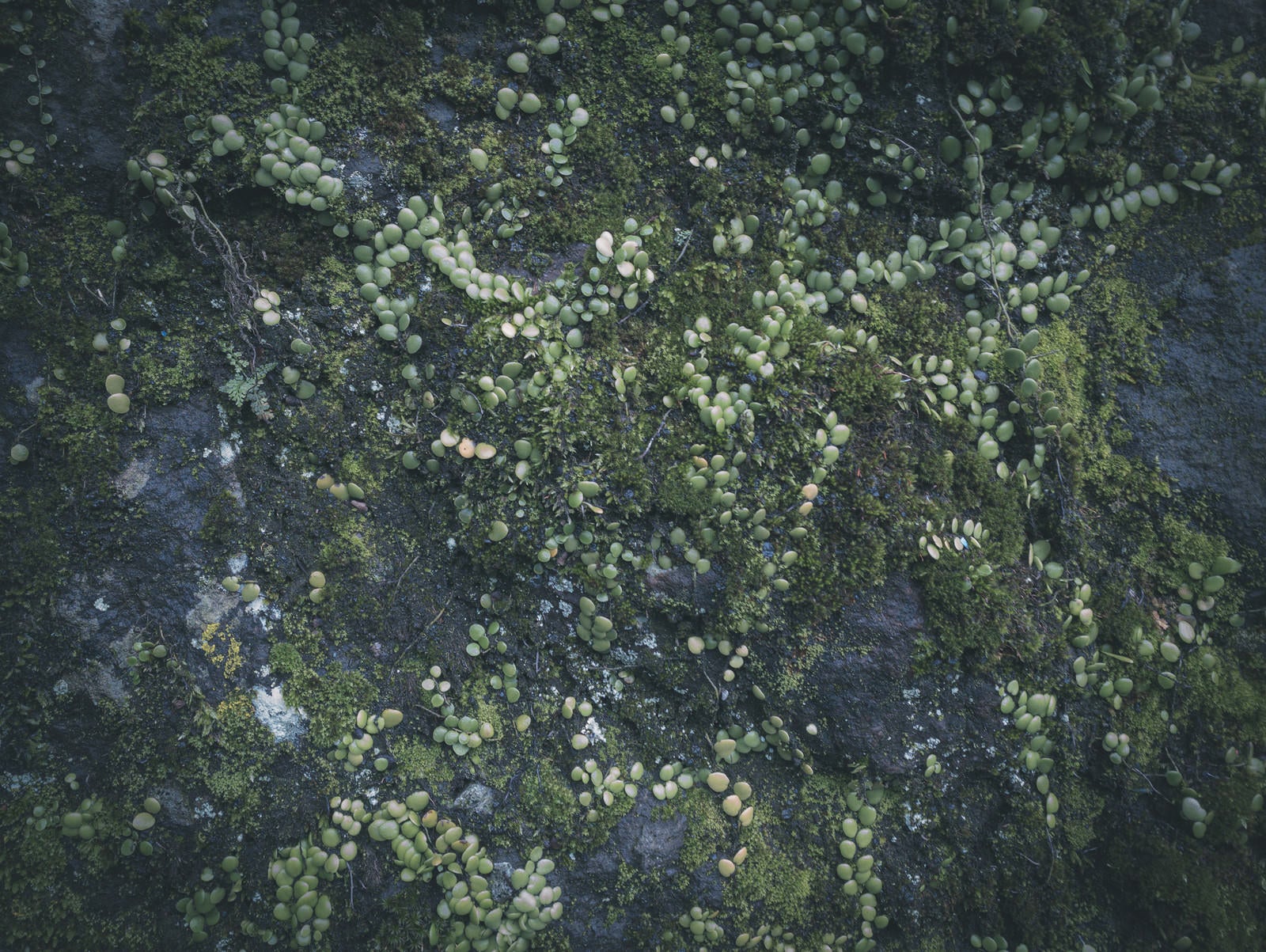 「石壁に繁殖する苔（テクスチャー）」の写真