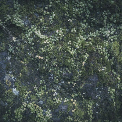 石壁に繁殖する苔（テクスチャー）の写真