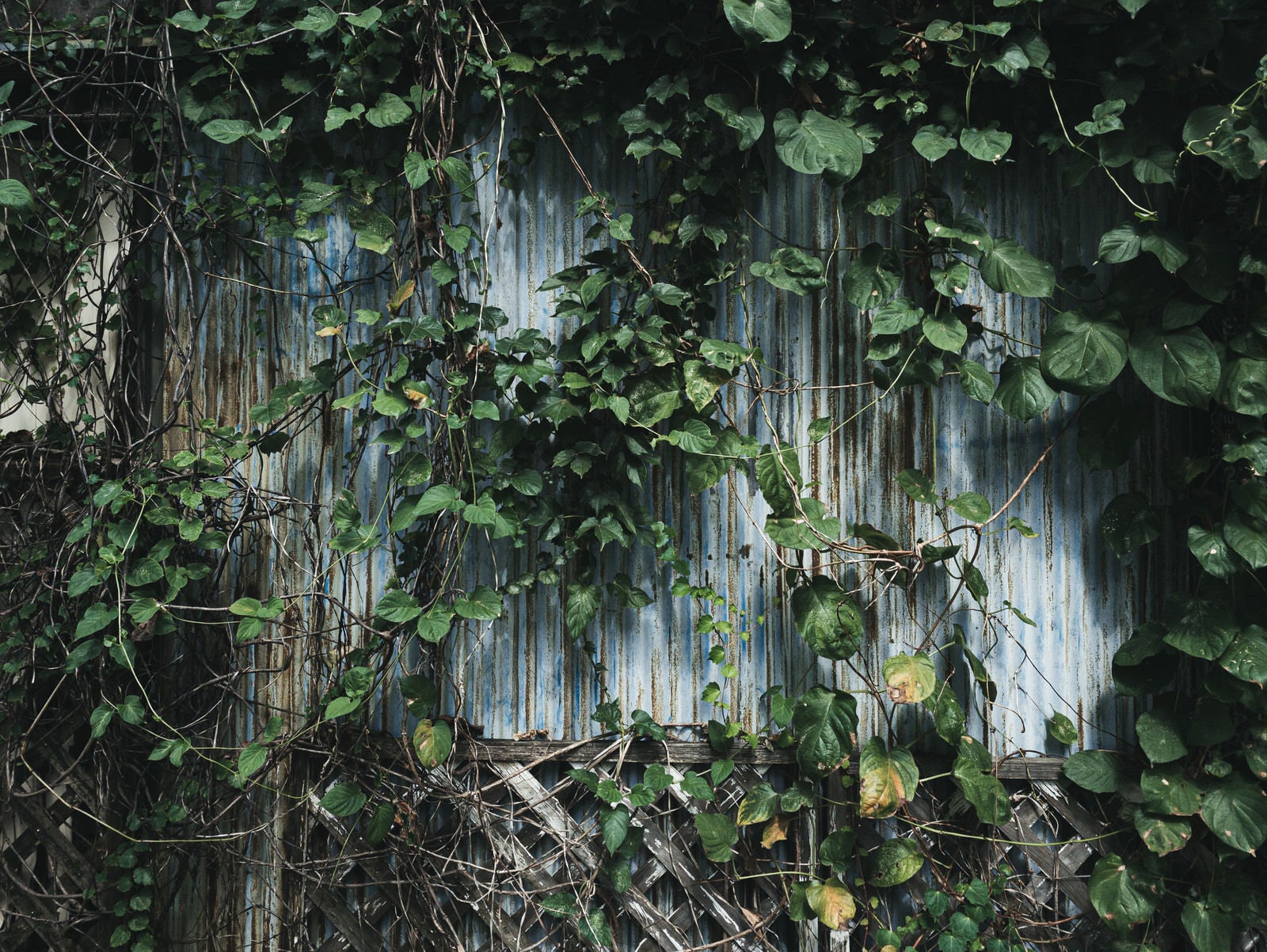 「つる植物で囲まれた廃屋の壁」の写真