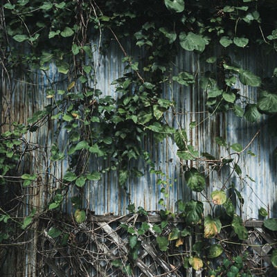 つる植物で囲まれた廃屋の壁の写真