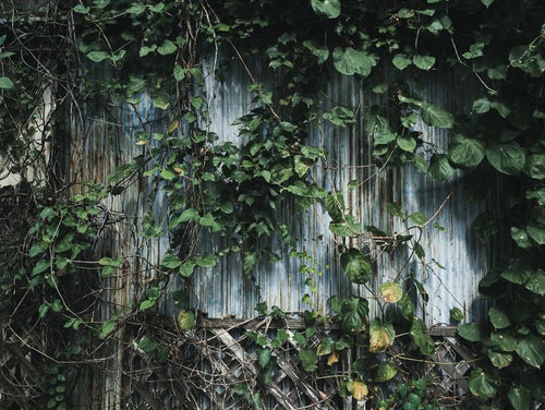 つる植物で囲まれた廃屋の壁の写真