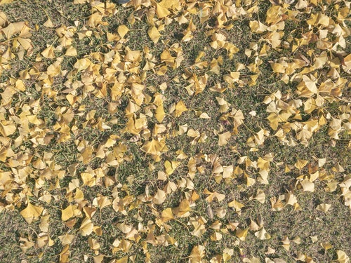芝に落ちたイチョウの葉（テクスチャ）の写真