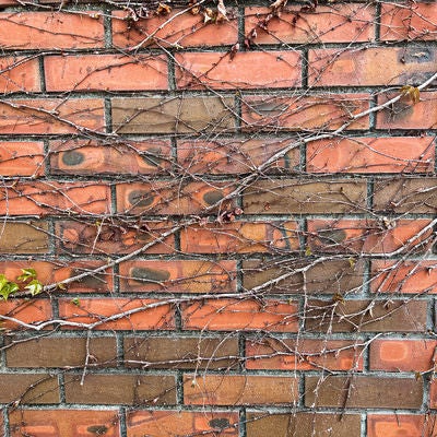 根が張り巡るレンガ壁のテクスチャーの写真