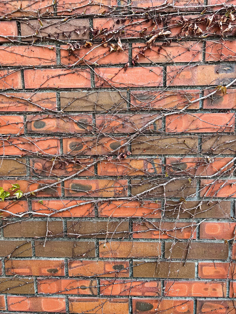 「根が張り巡るレンガ壁のテクスチャー」の写真