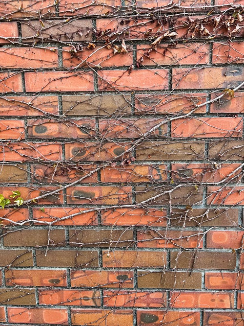 根が張り巡るレンガ壁のテクスチャーの写真