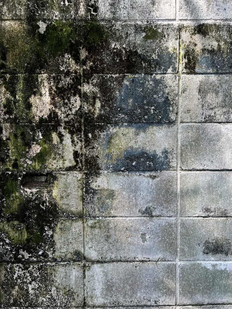 ブロック塀にへばり付いた苔のテクスチャーの写真