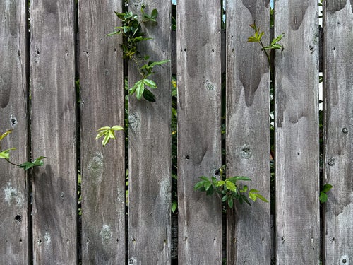 目隠し塀からはみ出した葉っぱのテクスチャーの写真