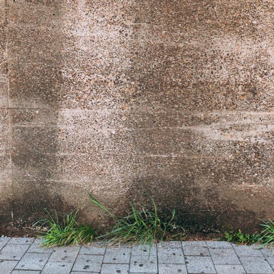 コンクリート壁と雑草（テクスチャ）の写真