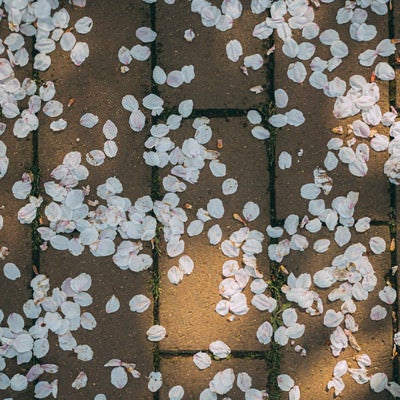 桜の花びらと木漏れ日レンガの写真