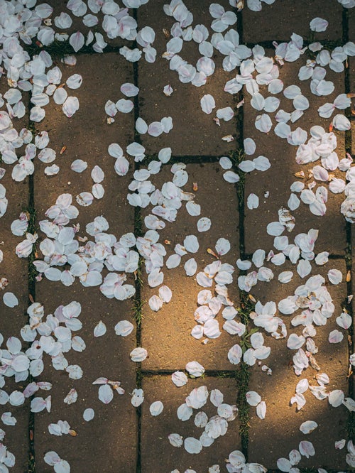 桜の花びらと木漏れ日レンガの写真