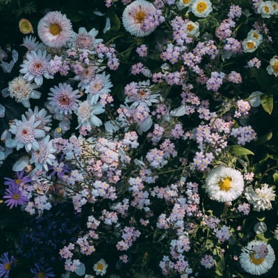小さい花が咲く花壇の写真